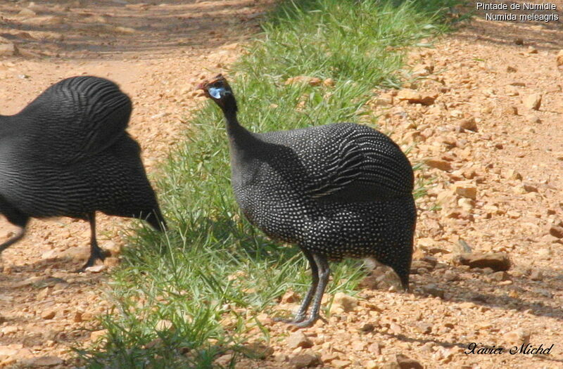 Helmeted Guineafowl