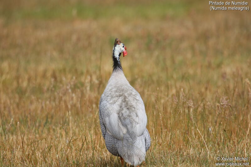 Helmeted Guineafowl male adult