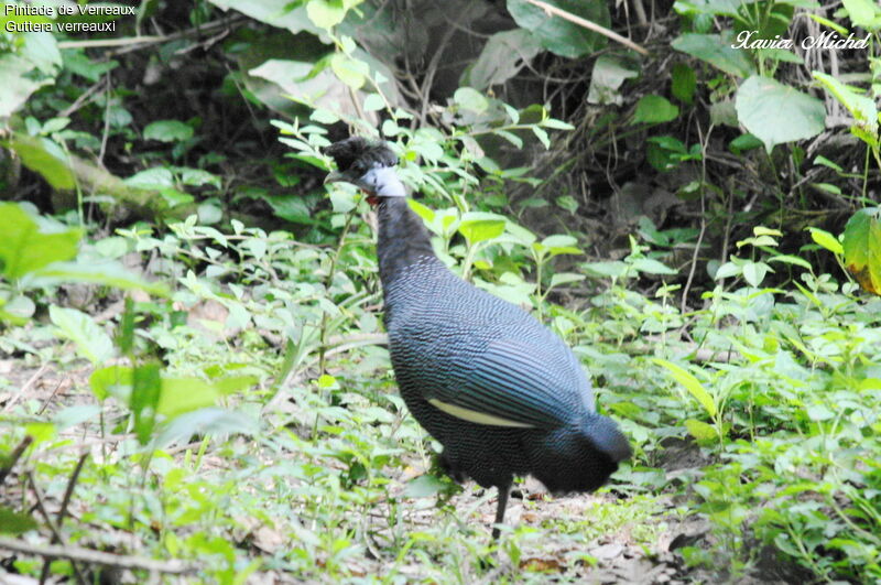 Western Crested Guineafowl