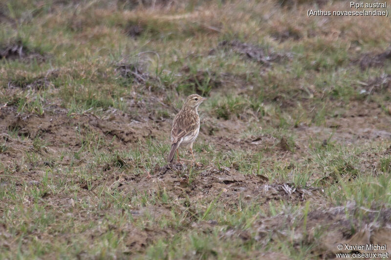 New Zealand Pipitadult