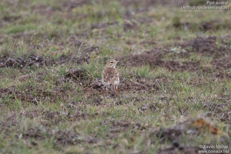 Pipit australadulte