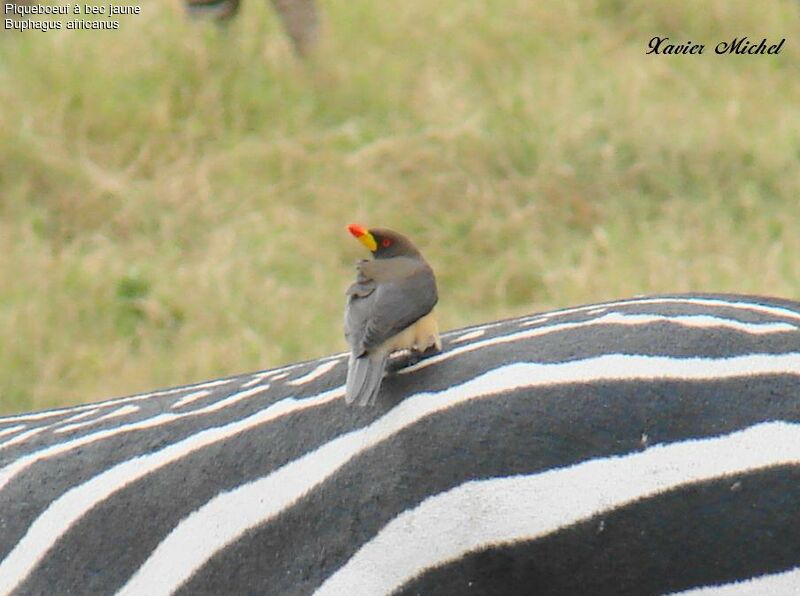 Yellow-billed Oxpecker