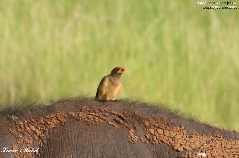 Yellow-billed Oxpecker