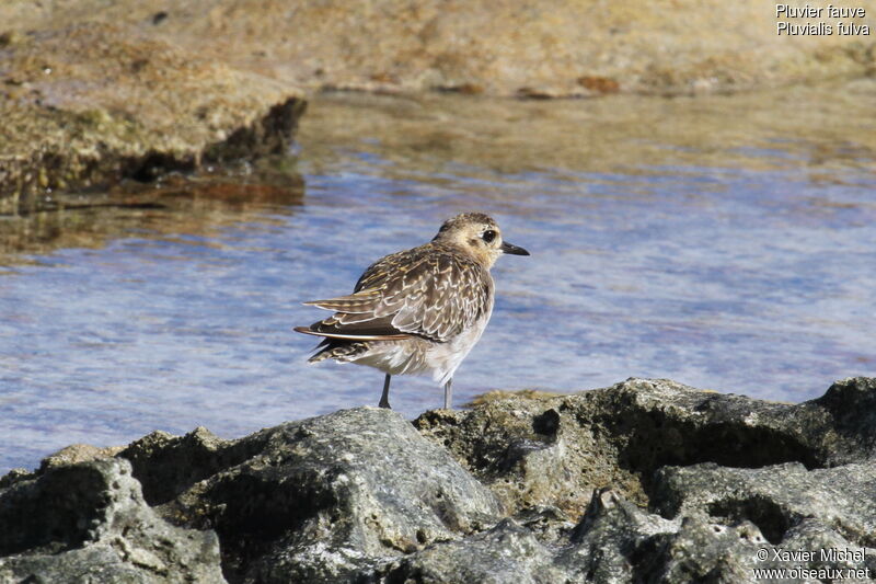 Pacific Golden Plover, identification