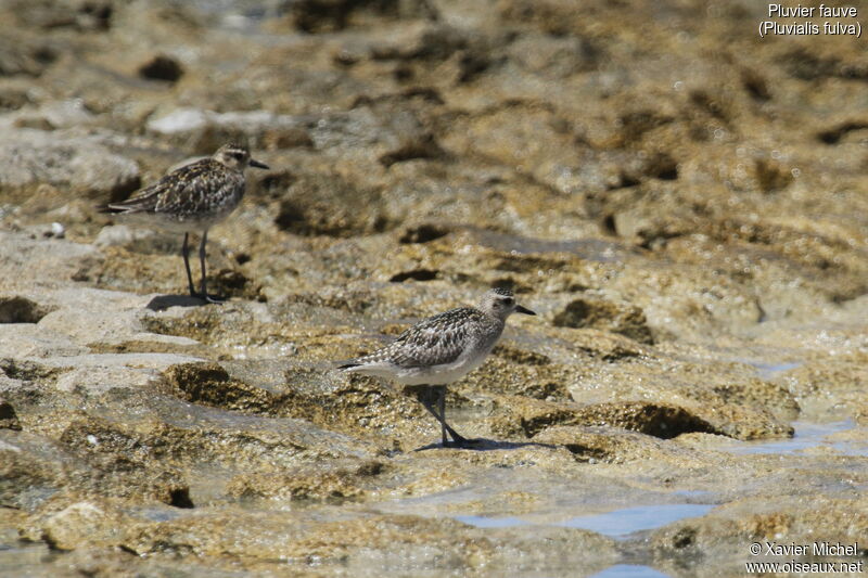 Pacific Golden Plover