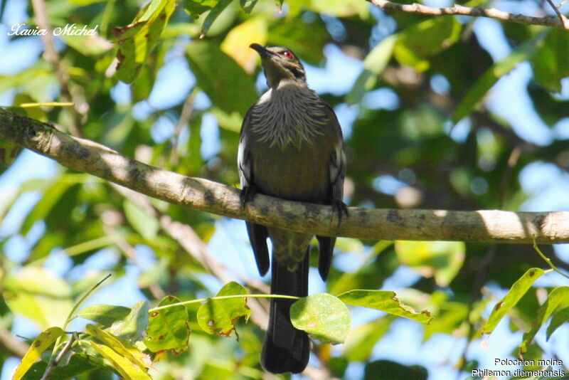 Polochion moineadulte, identification