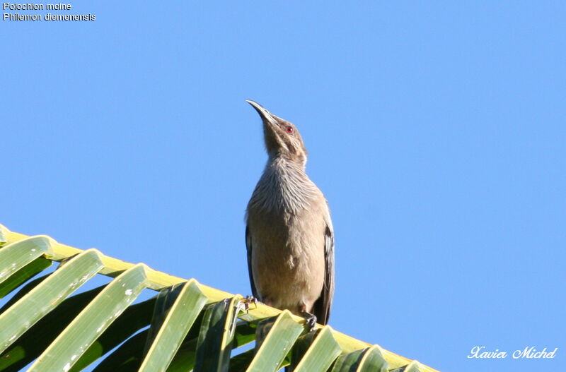 Polochion moineadulte, identification