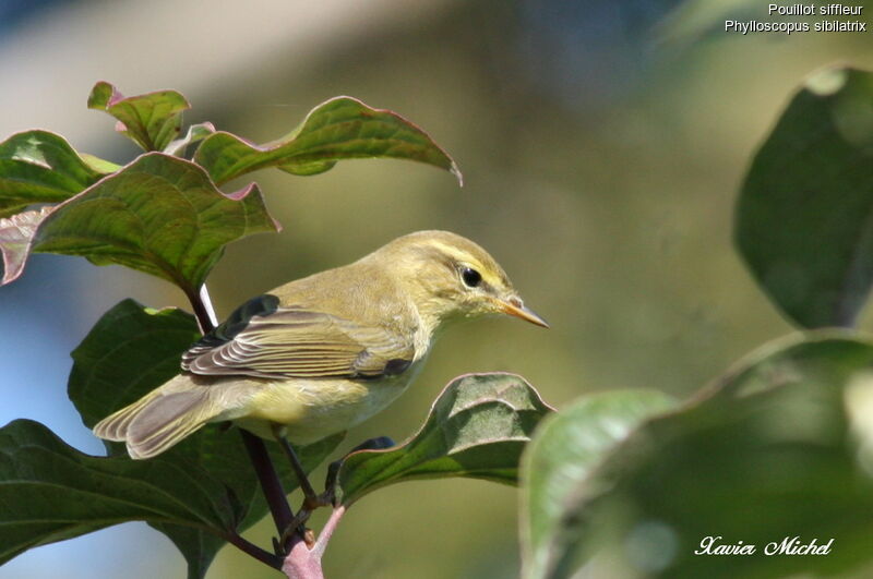 Wood Warbler