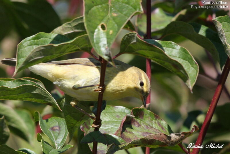 Wood Warbler