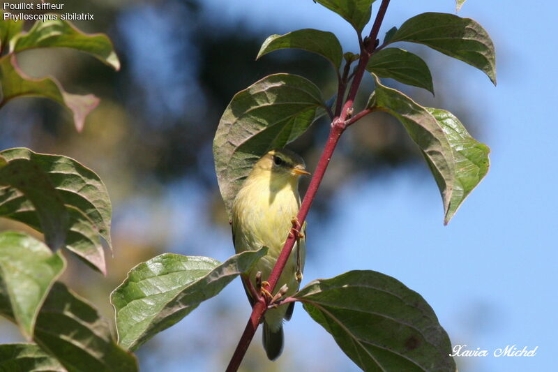 Wood Warbler