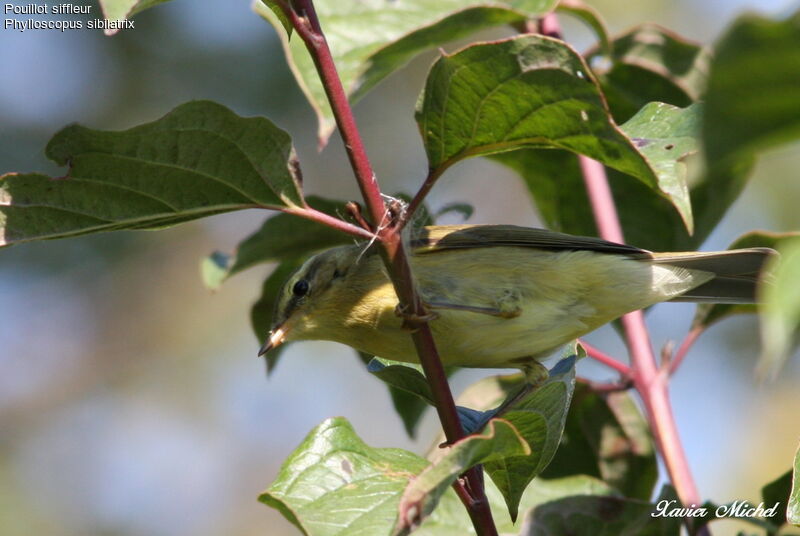 Wood Warbler