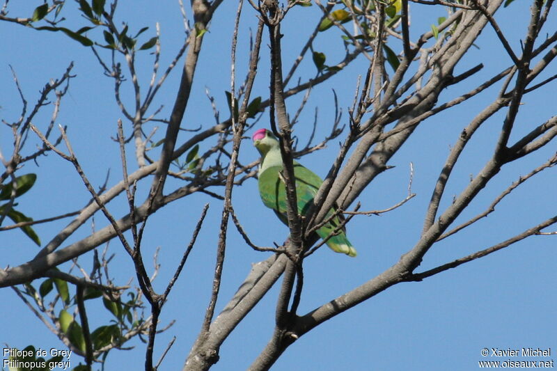 Red-bellied Fruit Dove, identification