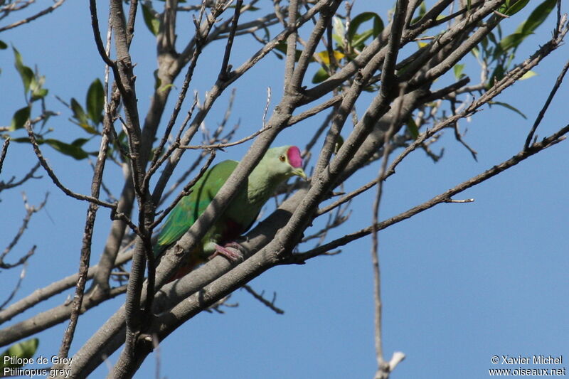 Red-bellied Fruit Dove, identification