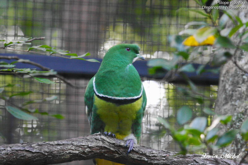 Cloven-feathered Doveadult, identification