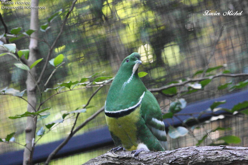 Cloven-feathered Doveadult, identification