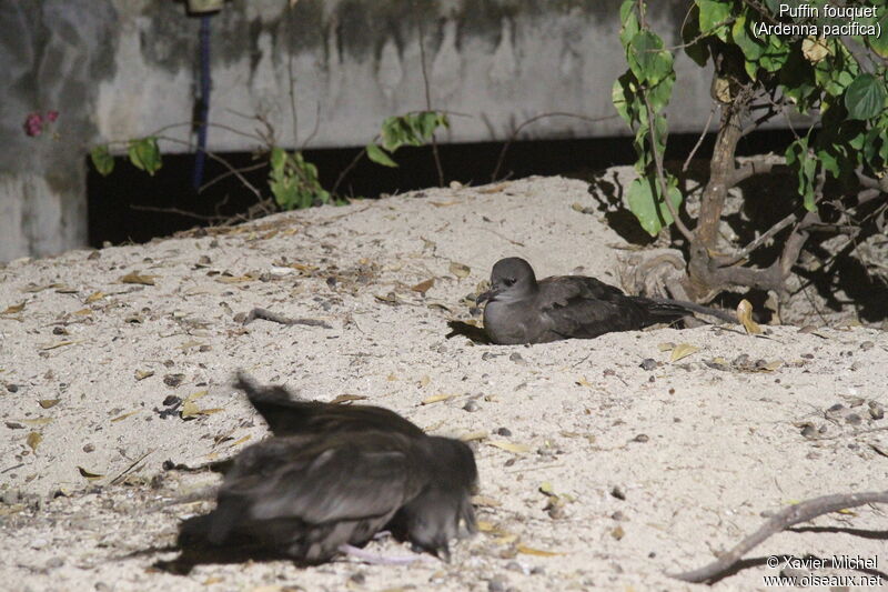 Wedge-tailed Shearwater