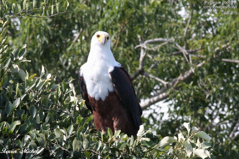 African Fish Eagle