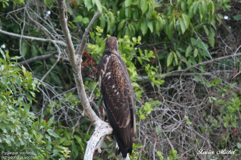 African Fish Eaglesubadult