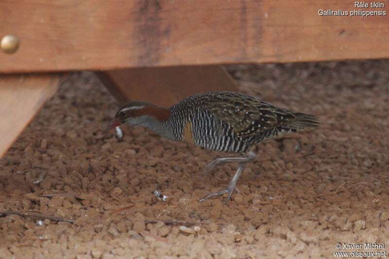 Buff-banded Rail, identification