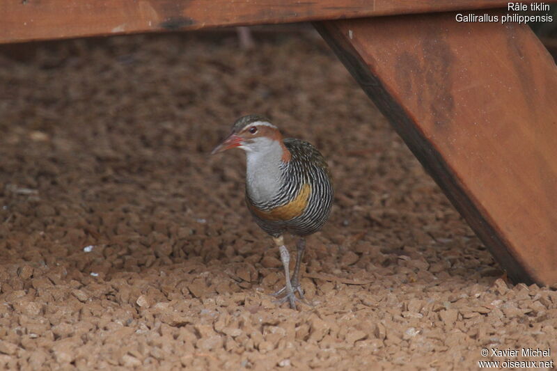 Râle tiklin, identification