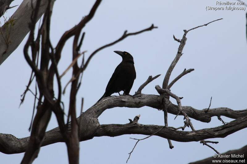 Black Currawongadult