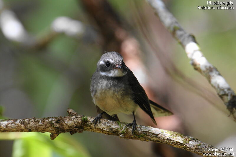 Grey Fantail, identification