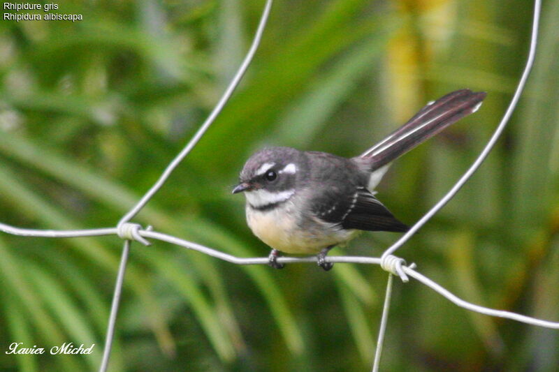 Grey Fantail, identification