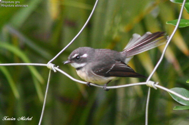 Grey Fantail, identification