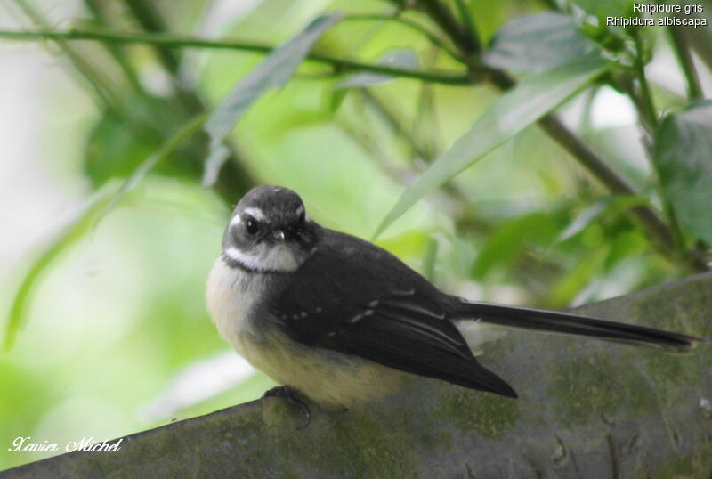 Grey Fantail