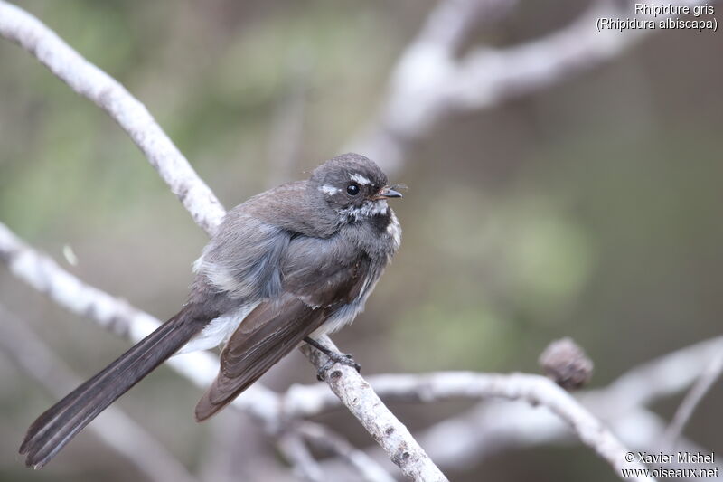 Grey Fantailadult, identification