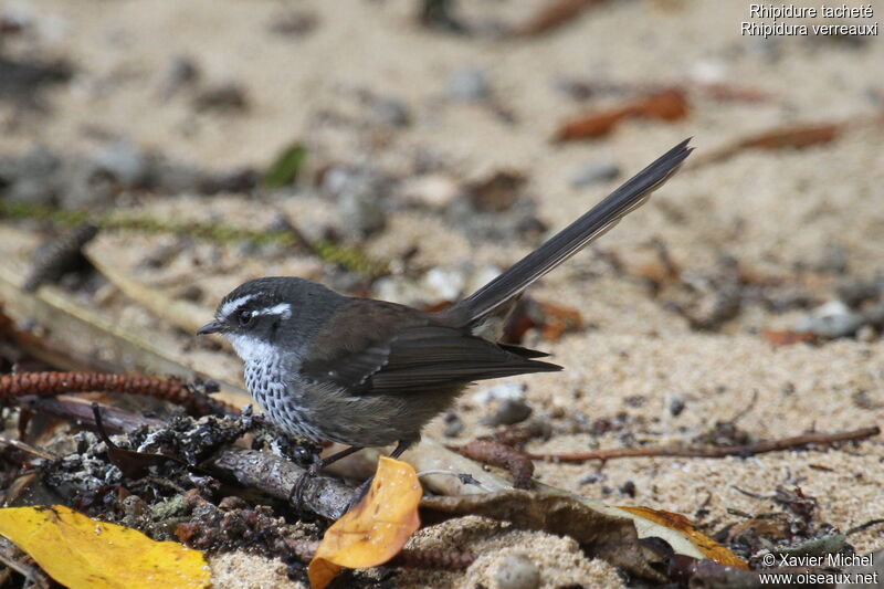 Rhipidure tacheté, identification