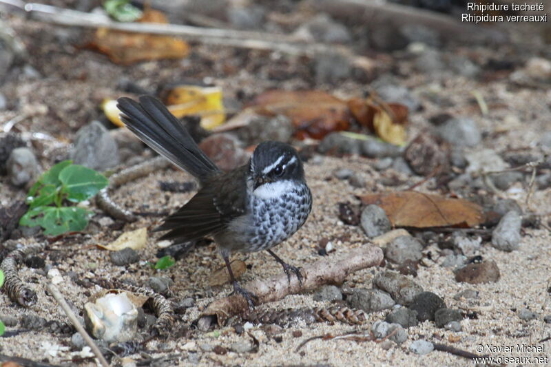 Rhipidure tacheté, identification