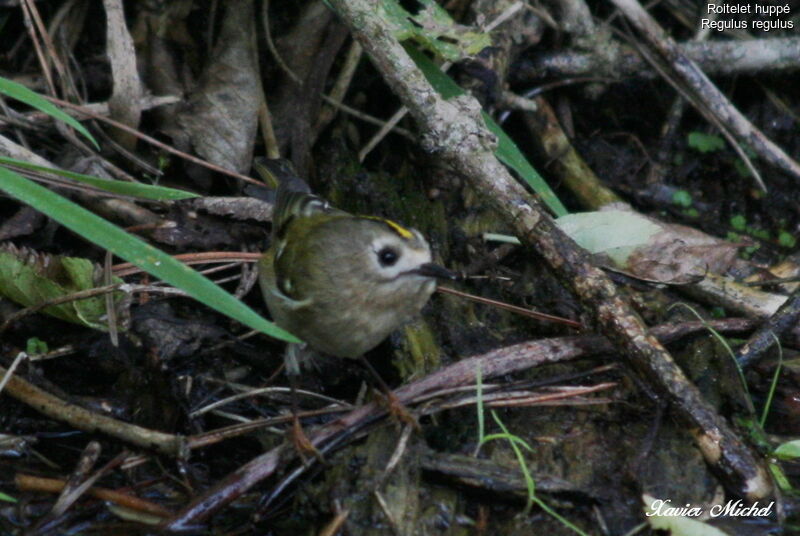 Goldcrest