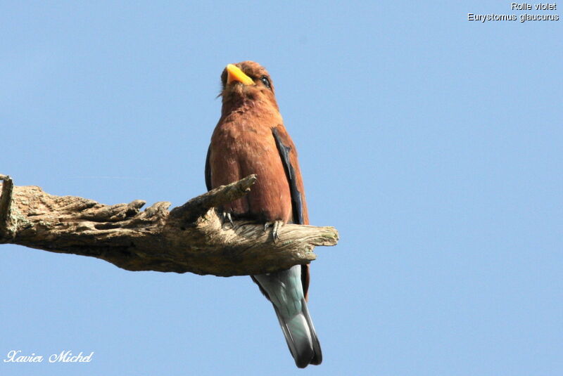 Broad-billed Roller