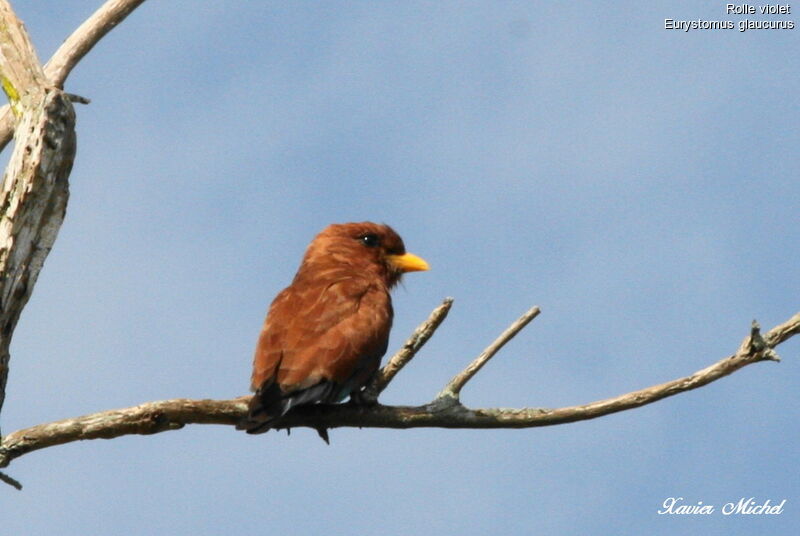 Broad-billed Roller