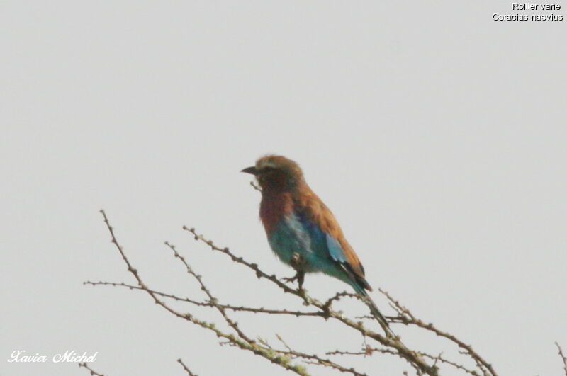 Purple Roller