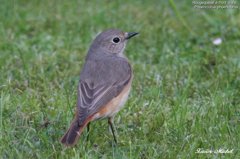 Rougequeue à front blanc femelle, identification