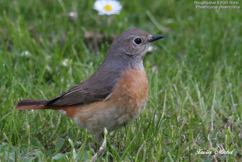 Common Redstart female, identification