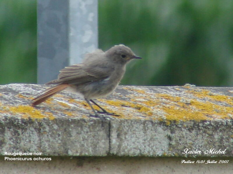 Black Redstart