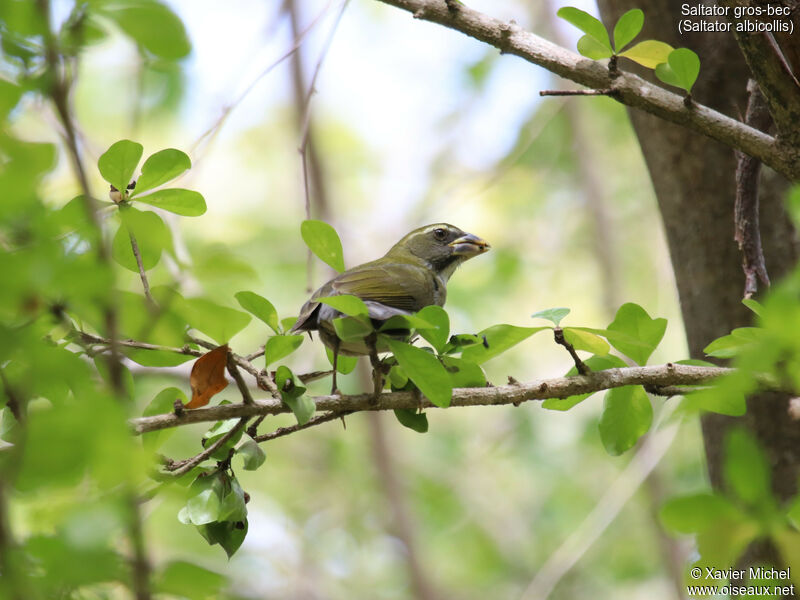 Saltator gros-becadulte