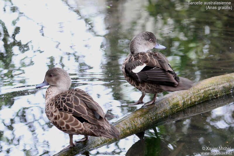 Grey Tealadult