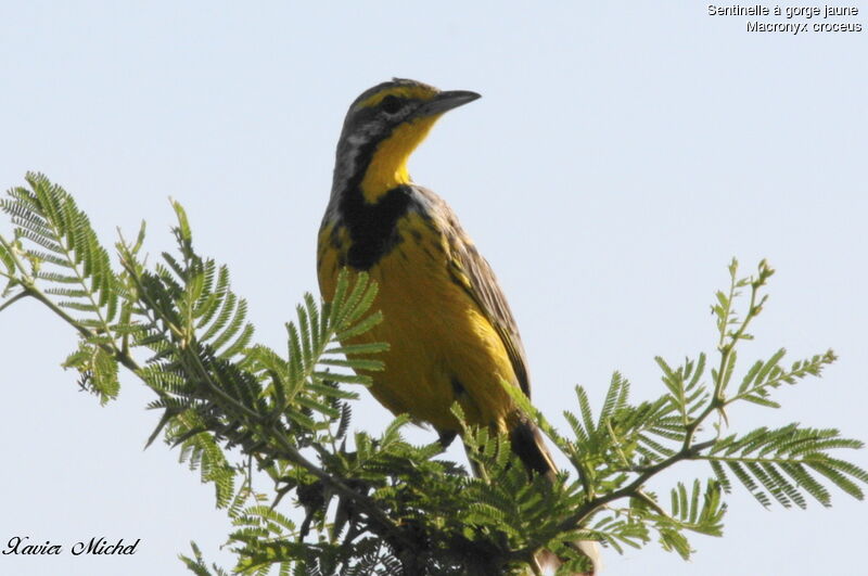 Yellow-throated Longclaw