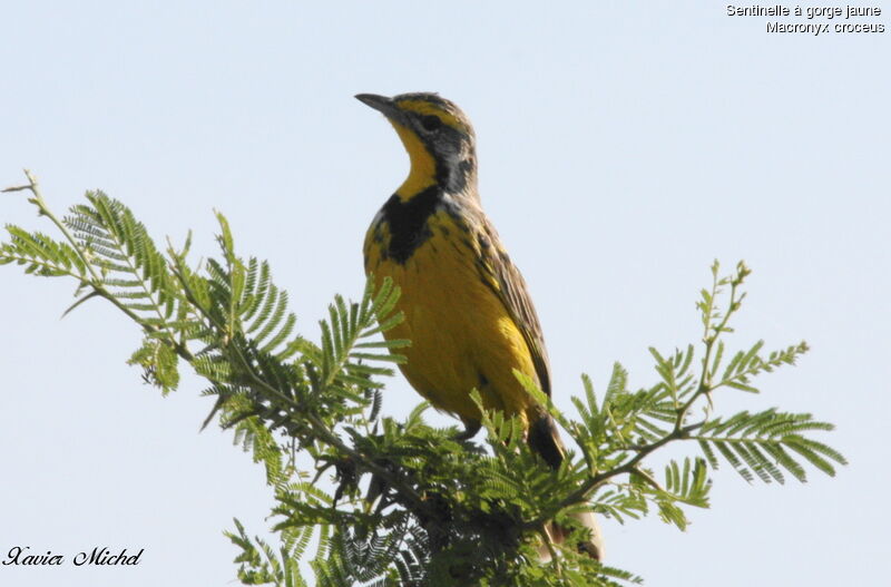 Yellow-throated Longclaw