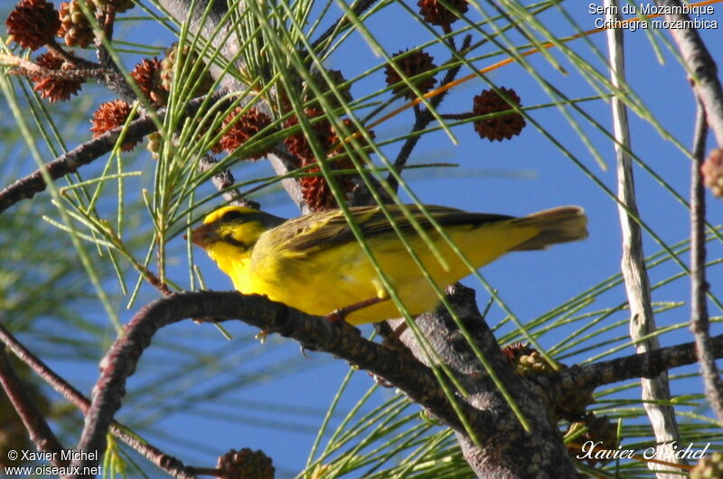 Serin du Mozambique, identification