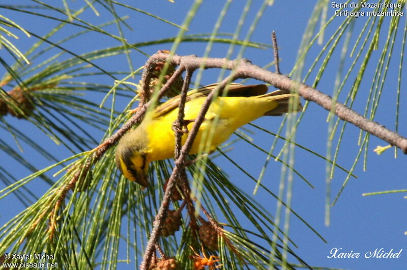 Serin du Mozambique, identification, régime