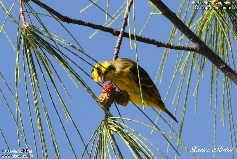 Serin du Mozambique, régime