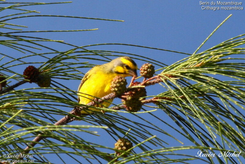 Serin du Mozambique, identification, régime