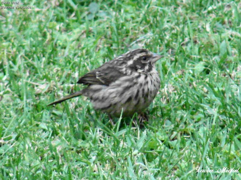 Serin strié