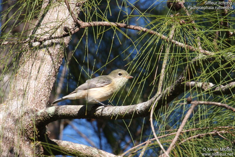 Siffleur itchongimmature, identification