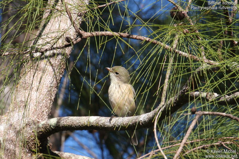 Rufous Whistlerimmature